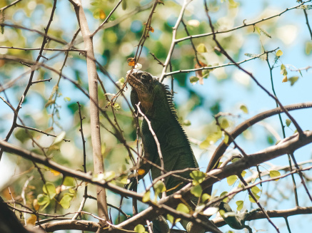 Découverte de la Faune